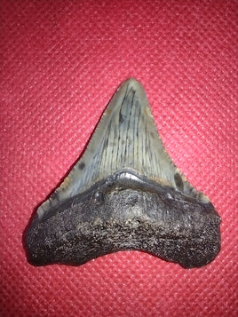 Megalodon Tooth