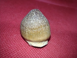 Globidens (Mosasaur) Tooth
