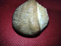 Globidens (Mosasaur) Tooth