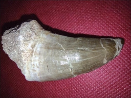 Large Prognathodon or Tylosaurus with Bubble Serrations (Mosasaur) Tooth