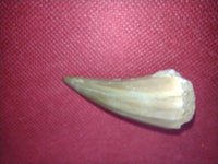 Mosasaurus Tooth