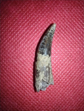 Rooted Crocodile Tooth, Hell Creek