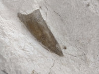 Dakosaurus Tooth. Jurassic Period, Solnhofen Limestone