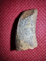 Tyrannosaur Tooth, Judith River Formation