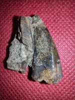 Tyrannosaur Tooth with Partial Hadrosaur Tooth, Judith River Formation