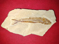 Prionolepis Fish, Lebanon,