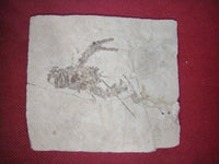 Pseudastacus (Crayfish), Lebanon, 99 MYO