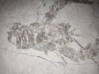 Pseudastacus (Crayfish), Lebanon, 99 MYO