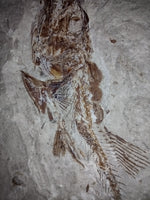 Eurypholis (Fish), Lebanon, 99 MYO