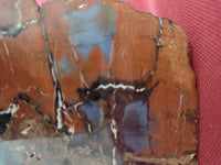Arizona Rainbow Petrified Wood