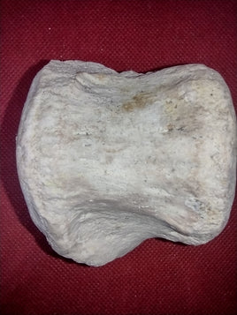 Basilosaurus Vertebrae