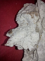 Basilosaurus Jaw Section with Partial tooth