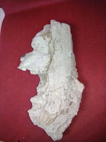 Basilosaurus Jaw Section with Partial tooth