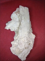 Basilosaurus Jaw Section with Partial tooth