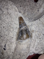 Rooted Basilosaurus Tooth