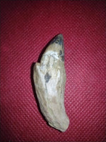 Whale Tooth from Shark Tooth Hill, California