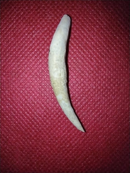 Perfect Whale Tooth from Shark Tooth Hill, California