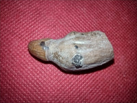 Allodesmus (seal) Tooth from Shark Tooth Hill, California