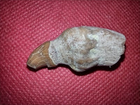 Allodesmus (seal) Tooth from Shark Tooth Hill, California