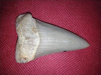 Hastalis Shark Tooth from Shark Tooth Hill, California