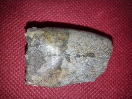 Afrovenator Tooth, Mid Jurassic of Africa