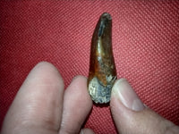 Spinophorosaurus Tooth, Mid Jurassic of Africa