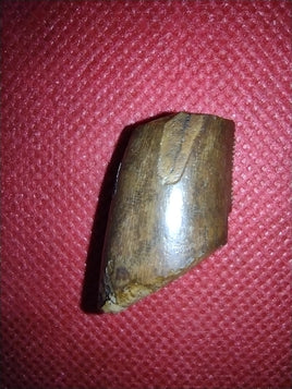 Afrovenator? Tooth, Mid Jurassic of Africa