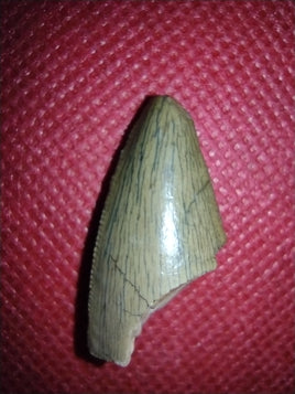 Afrovenator Tooth, Mid Jurassic of Africa