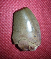 Unknown Theropod (Ceratosaur?) Tooth, Mid Jurassic of Africa