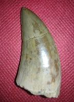 Unknown Theropod (Ceratosaur?) Tooth, Mid Jurassic of Africa