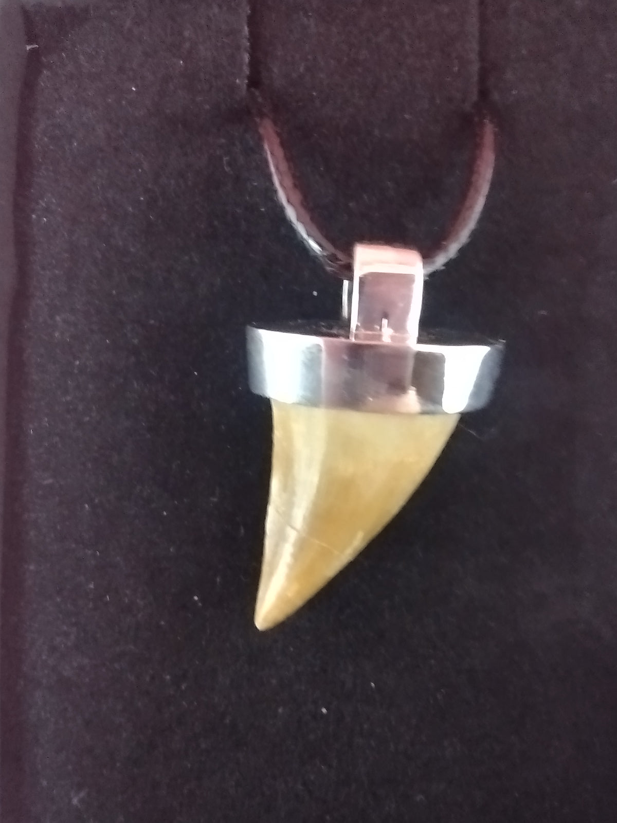 Drilled Gator Tooth Necklace | Natural Selections International