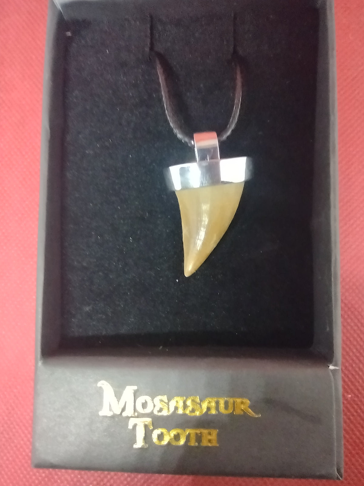 Mosasaur Tooth Necklace| The Daily Rex