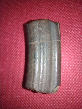 Giant Sloth Tooth, Florida Pleistocene