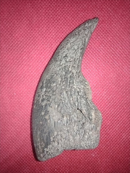 Giant Sloth (Megalonyx) Claw, Florida Pleistocene