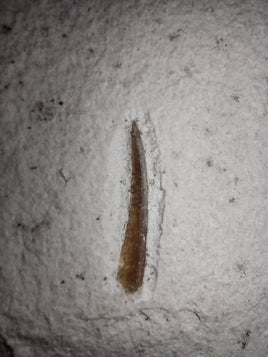 Pterosaur Tooth. Jurassic Period, Solnhofen Limestone