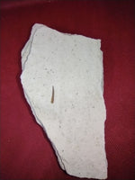 Pterosaur Tooth. Jurassic Period, Solnhofen Limestone