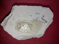 Ichthyosaur (Aegirosaurus?) Tooth. Jurassic Period, Solnhofen Limestone