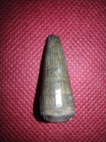 Crocodile tooth from the Aguja Formation.