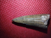 Crocodile tooth from the Aguja Formation.
