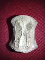 Ceratopsian Caudal Vertebrae, Aguja Formation, Texas
