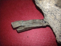 Ornithomomid Caudal Vertebrae, Aguja Formation, Texas