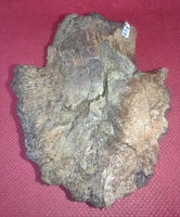 Hadrosaur Claw (Ungal), Aguja Formation, Texas