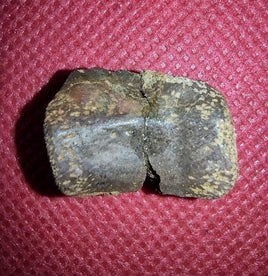 Theropod Vertebrae, Hell Creek