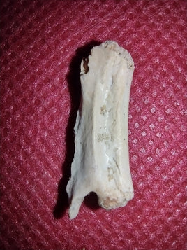 Abelisaur Tail Vertebrae, Kem Kem
