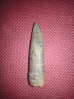 Sauropod Tooth from Morocco
