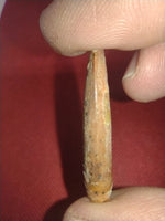 Sauropod Tooth from Morocco