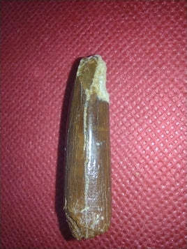 Titanosaur (Sauropod) Tooth from Morocco