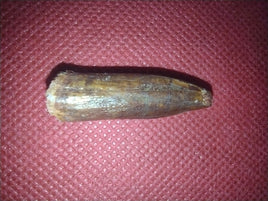 Titanosaur (Sauropod) Tooth from Morocco