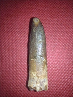 Titanosaur (Sauropod) Tooth from Morocco