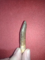 Titanosaur (Sauropod) Tooth from Morocco